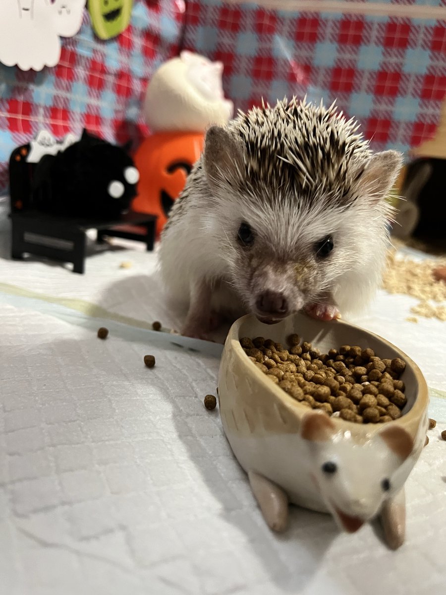 もふもふページ Adidas ZX Torsion 