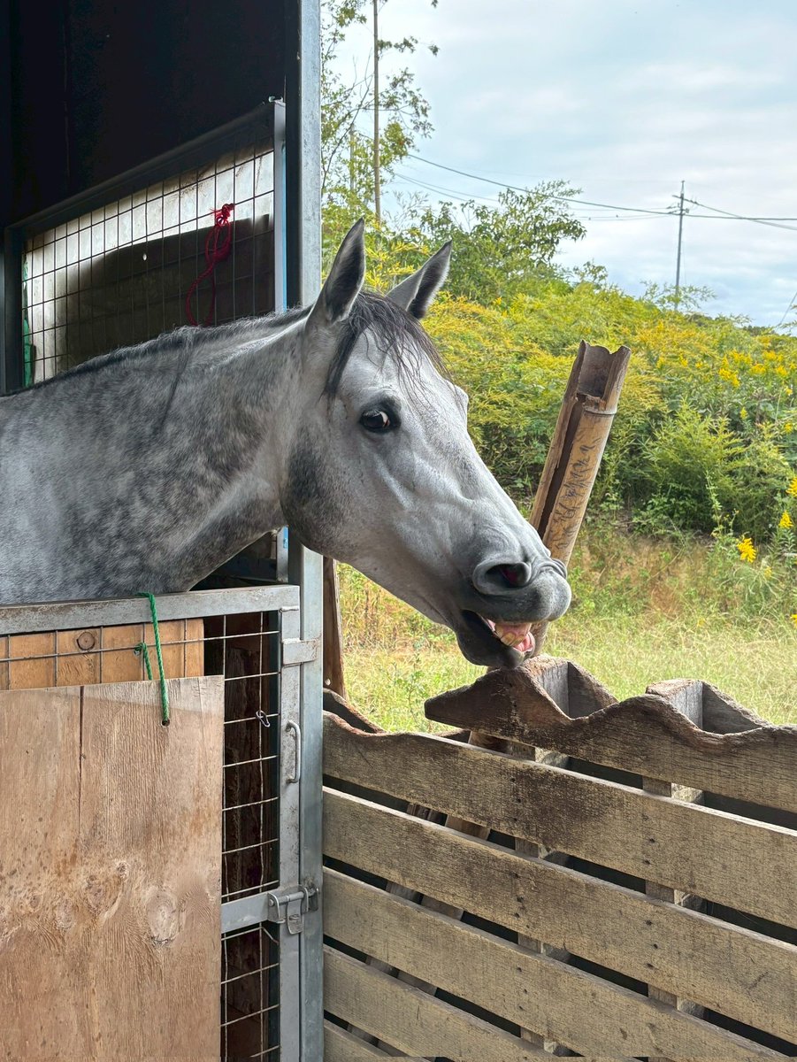 牧場ウマウマ みんなのグラマーちゃん byケイメイ牧場 (@by23255500) / Posts / X