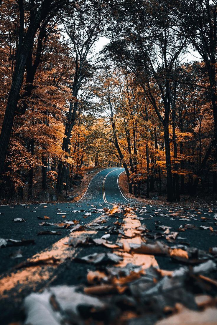 Takeapic9's tweet image. Autumn’s Pathway 🍁🍂

#AutumnVibes #NatureLovers #ScenicDrive #FallColors #WindingRoad #NaturePhotography #PeacefulMoments #GoldenSeason #Wanderlust #NaturePerfection