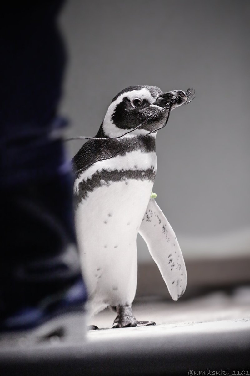 ぺんぎん705号 (@4rMv3u7Dyg2hC5R) / Posts / X