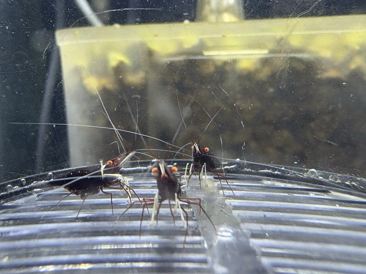 たけとら🦭 (@t_a_k_e_t_o_r_a) / Posts / X