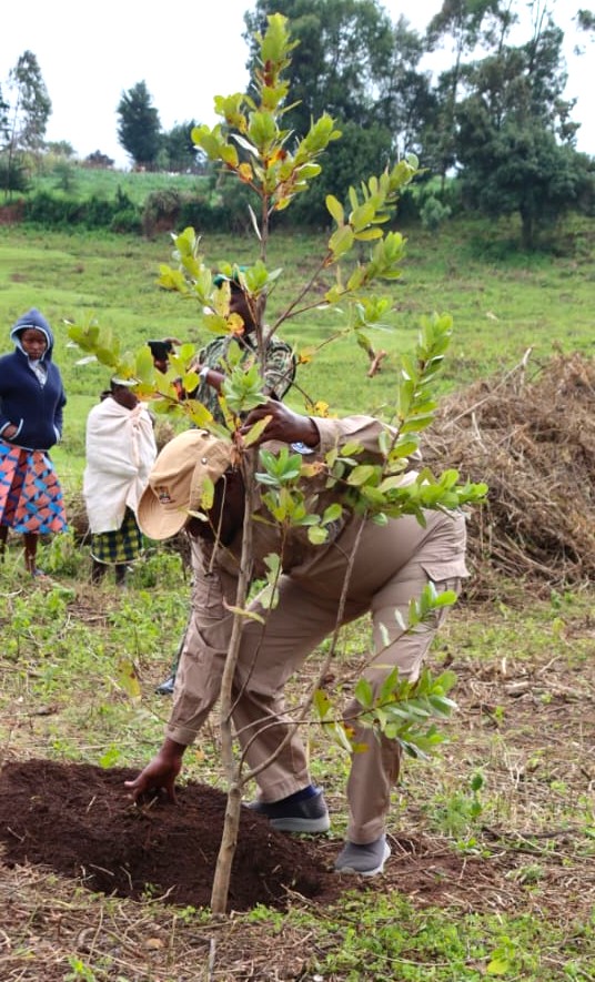 NDMA_Kenya's tweet photo. The launch of the Mau Forest Complex Integrated Conservation and Livelihoods Improvement Programme featured a tree-planting exercise at Gacharage, Sirikwa Ward. @NDMA_Kenya has been allocated a 10-hectare block. Through the @EUinKenya-funded Dryland Climate Action for Community Drought Resilience (DCADR) Project, NDMA has contributed 60,000 tree seedlings to the restoration effort and is supporting similar tree-growing activities across 23 ASAL counties.
NDMA’s core mandate focuses on coordinating drought risk management and we recognise that drought resilience begins with healthy ecosystems. We remain committed to advancing the Presidential campaign to grow 15 billion trees by 2032, promoting climate-resilient livelihoods, and strengthening nature-based solutions that connect early warning, early action, and long-term resilience building.
#ClimateAction #15BillionTrees #DroughtResilience 
#GreenGrowth