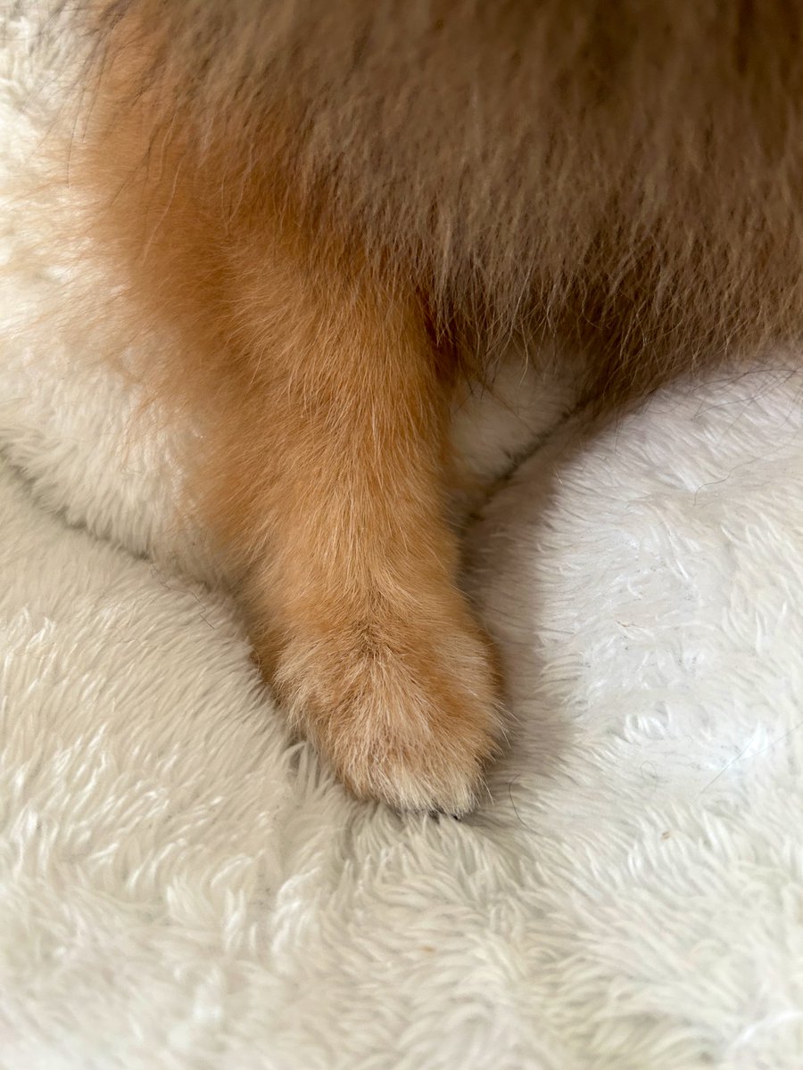 working_pom's tweet image. 今日トリミング行きたてのｵﾃﾃ🐾
たまにはうちのﾎﾟｯﾒも載せてみる🐶