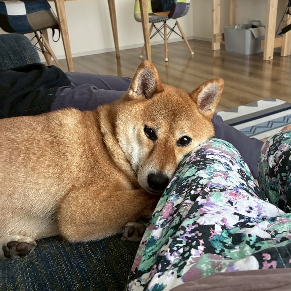 なんとも言えぬ表情で見つめてくるおだし