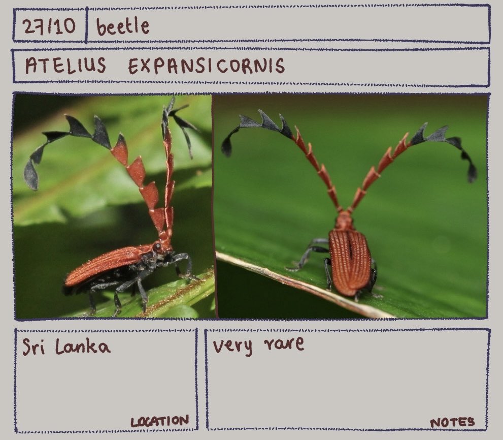 tundrune's tweet image. Bug of the day
Atelius expansicornis