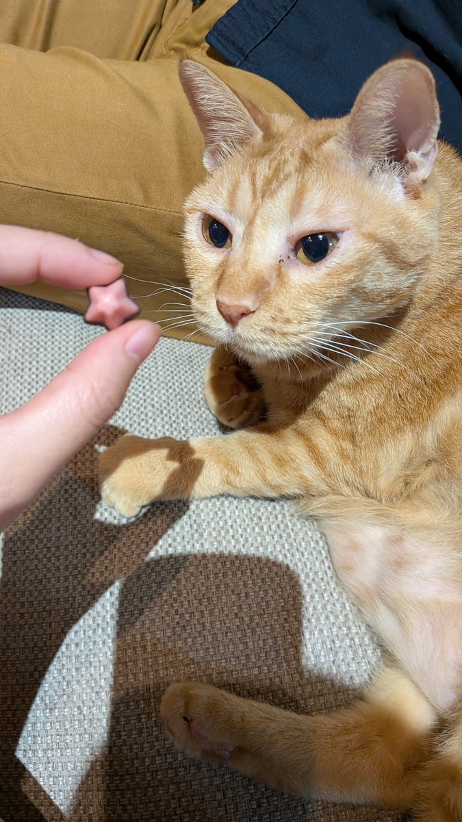 きなこもち様 確認用ページ きなこ」と「もち」の日記 on X