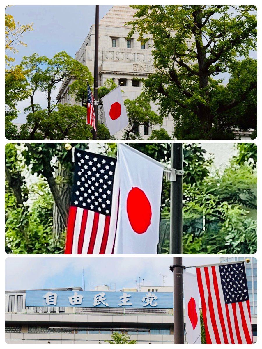 国を代表する賓客が来日される際、首相官邸・国会議事堂周辺では、相手国の国旗と日章旗が対等に、沿道何ヶ所も掲揚されます

今日、トランプ米国大統領の来日に合わせ、日米両国の国旗🇯🇵🇺🇸が、キンモクセイ香る穏やかな秋晴れに映えています

歓迎の意を示す万国共通儀礼は、やはり国旗の掲揚ですね😊