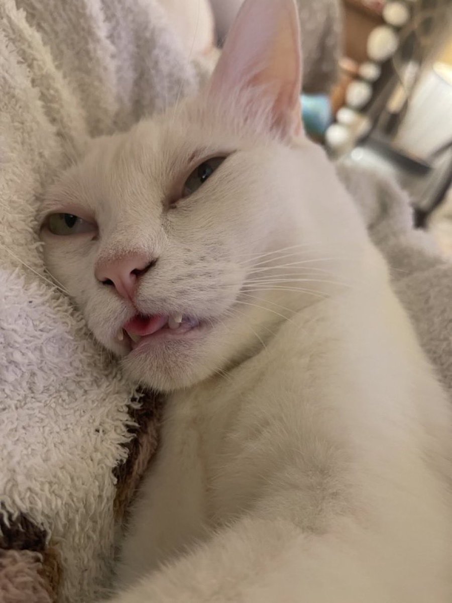 ねっつ🐰🍜 (@3dnetuler) / Posts / X