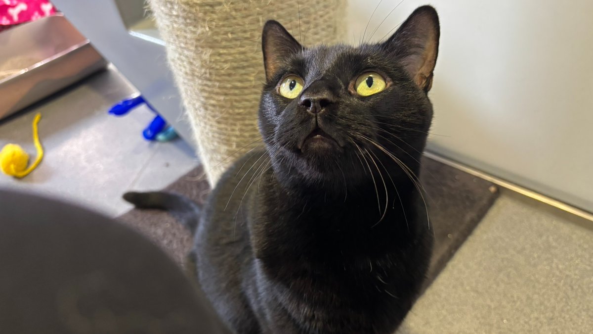 Battersea_'s tweet photo. Happy #NationalBlackCatDay from Spookipaws, Bagheera, Sal and Jasper (all looking for homes)! 🐈‍⬛⁣

Did you know black cats often wait longer for homes? Despite myths linking them to bad luck, black cats are sweet, loyal companions
⁣
Join us in celebrating these beauties! https://t.co/N87X1mLMZY