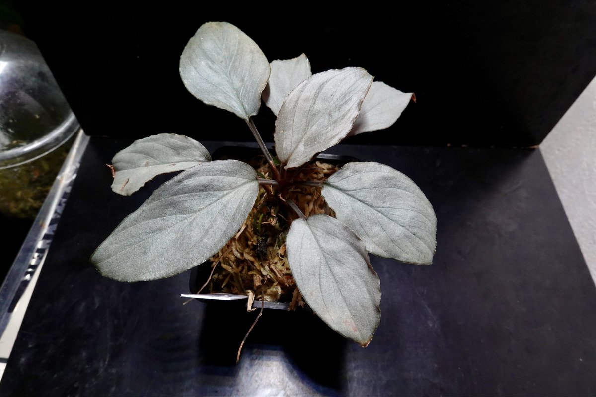 のび太 (@8PuxvOvCCRTys2f) / Posts / X