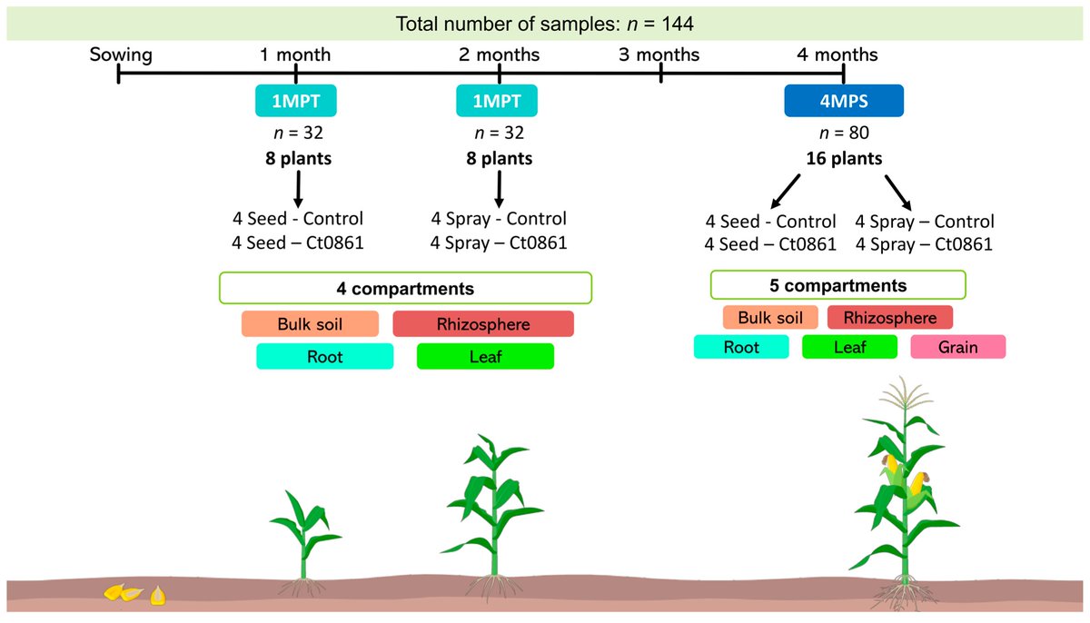 Plants_MDPI's tweet image. Can a fungus fight a fungus? 🍄🌽

Colletotrichum tofieldiae Ct0861 boosted maize growth &amp;amp; cut Aspergillus infection + aflatoxins by up to 90%!

A breakthrough in sustainable crop protection.
Read more 👉 brnw.ch/21wWXLa

#maize #biocontrol #foodsecurity