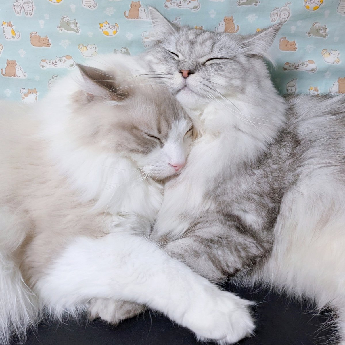 まりもちゃん！と🧌 (@marimo2021915) / Posts / X