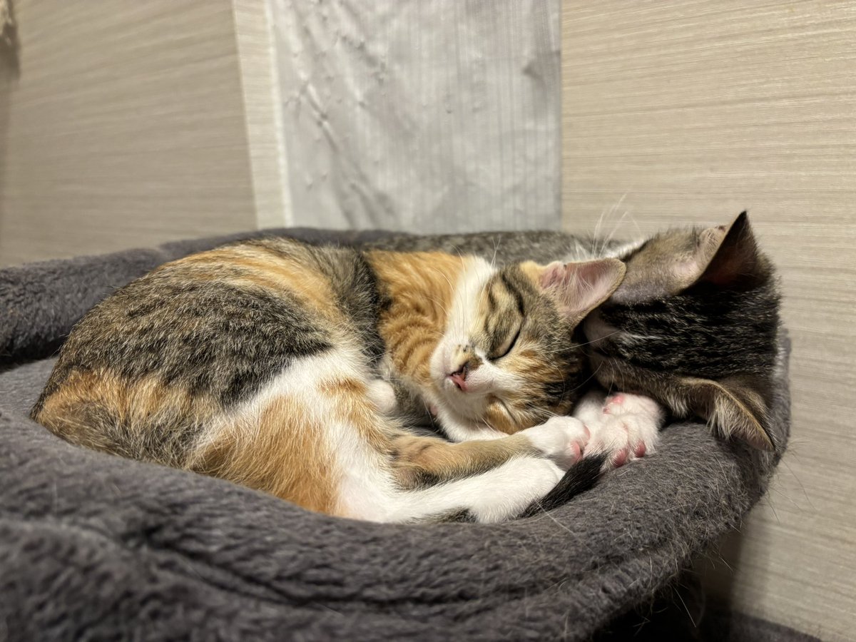 風凛 (@foo_rin20250801) / Posts / X