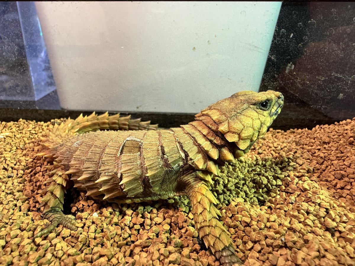 ぷち様 のあ🍑からぴち (@mumu_mumu09) / Posts / X