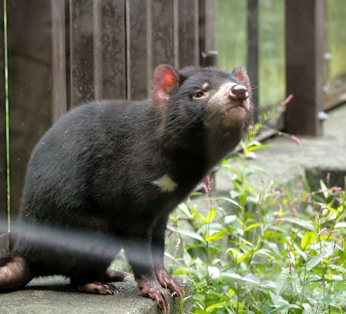 タスマニアデビル タスマニアデビル - Wikipedia