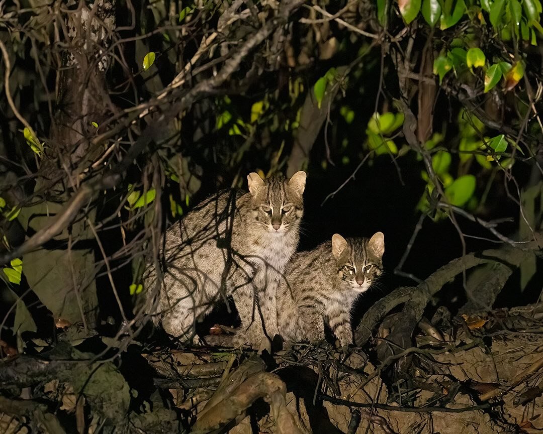 VagrantTravels's tweet image. Fishing cats in Odisha, planning their next move early in the morning