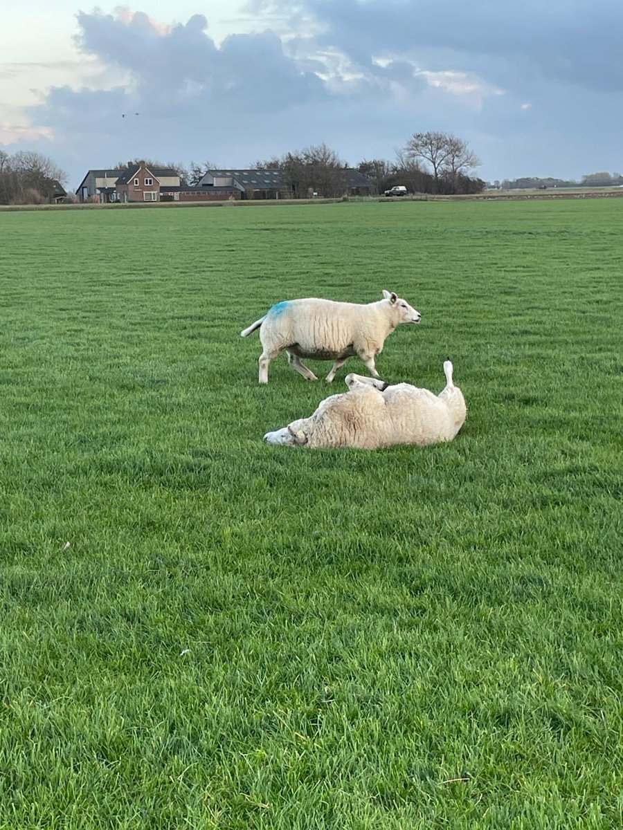 Alarm! Schaap op zijn rug!