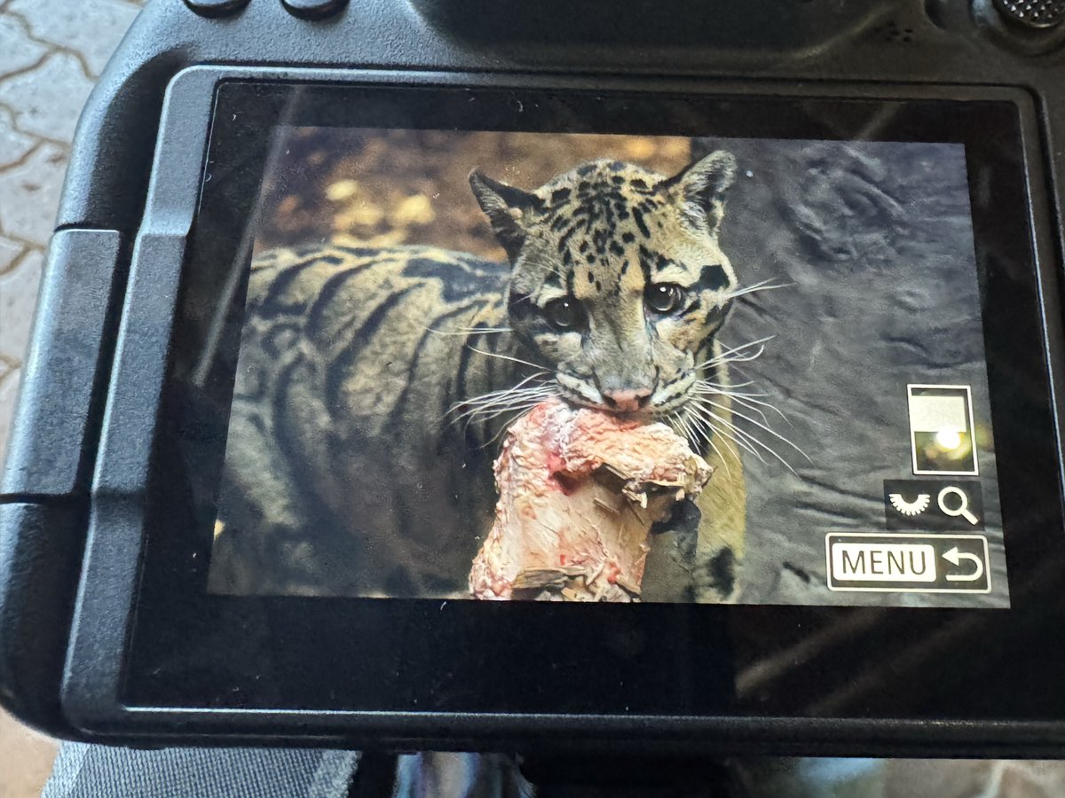 yamt_photo's tweet image. ウンピョウ優勝したわ。途中何度もお肉見せてくれたのが悉く疲れてレンズ下ろした時で撮れてないんだけど。