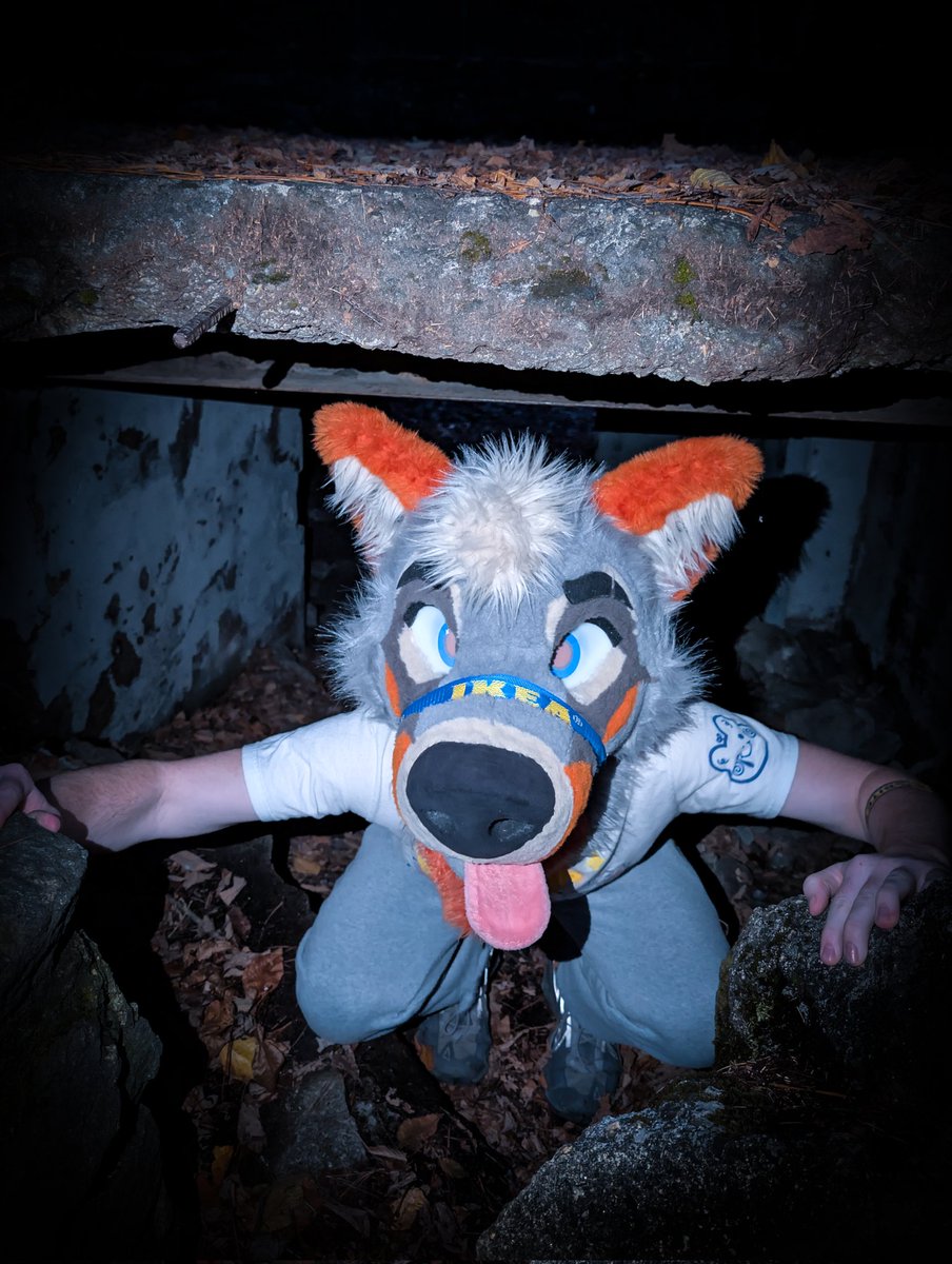 Lucky 🐾 tweet media