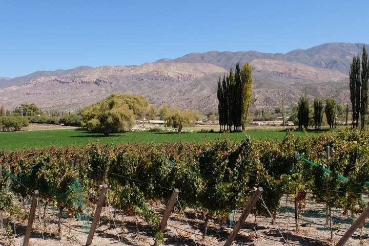 Recorrer la Quebrada de Humahuaca es como entrar en un mundo donde el tiempo parece detenerse. Sus cerros multicolores custodian la historia de viñedos que crecen entre altura y luz intensa, dando lugar a vinos de carácter único.
Seguir leyendo en ...
vinosypasiones.com/2025/10/27/juj…