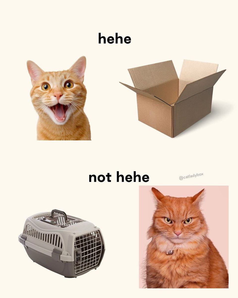 CatLadyBox tweet media