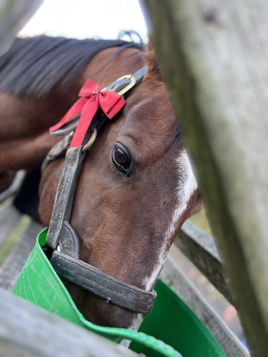 ヒロり様 ヒロ様 ヒロ様 HIRO様 仮面ライダーZX | 仮面ライダー図鑑 | 東映