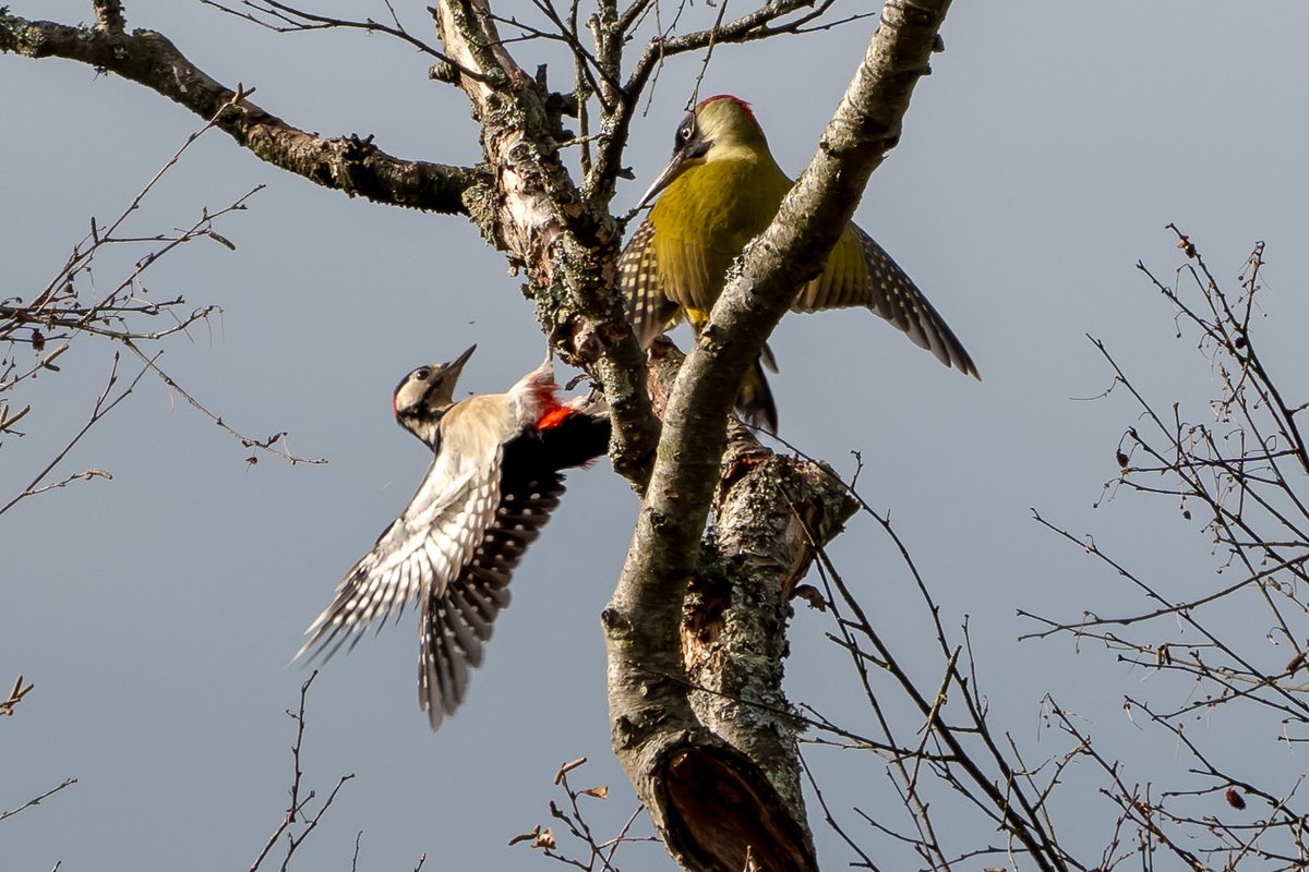 An altercation between a Green and Great Spotted Woodpecker, never seen this behaviour before! <a href="/Natures_Voice/">RSPB</a>