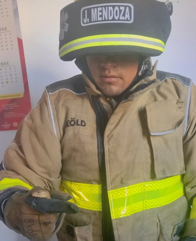 🚒👩🏼‍🚒 Bomberos de #SanAndrésCholula atendieron el reporte de una lagartija americana que andaba de traviesa, en una gasolinera de la carretera federal Puebla-Atlixco. 

🦎 La pequeñita fue capturada con mucho cuidado y liberada en campo abierto.