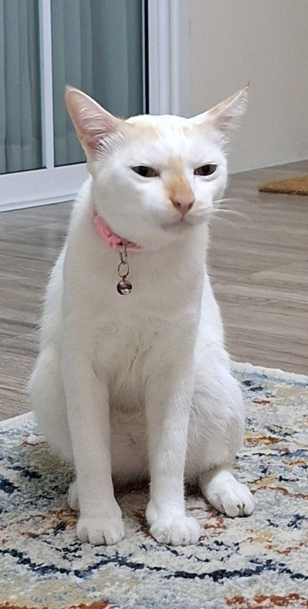 Maichaiphuchai's tweet image. ห๊ะะะะะะะ ใครนอนกล่องนะพี่

#Almondbabybigboy
#PSPW #ด้อมภภ