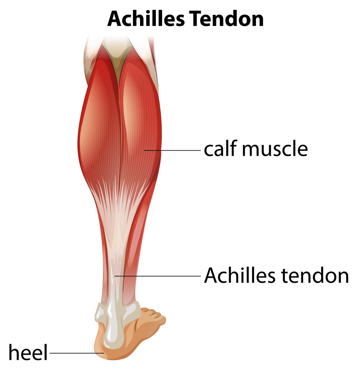 JackedSansJuice's tweet image. The Achilles tendon connects calves to the heel, allowing you to jump, sprint, and push off efficiently. Stability, power, and mobility start here. 💡⚙️🏋️‍♂️#BodyMechanics #TrainSmart #Fitness #MondayVibes #HealthyLiving #Anatomy #Education