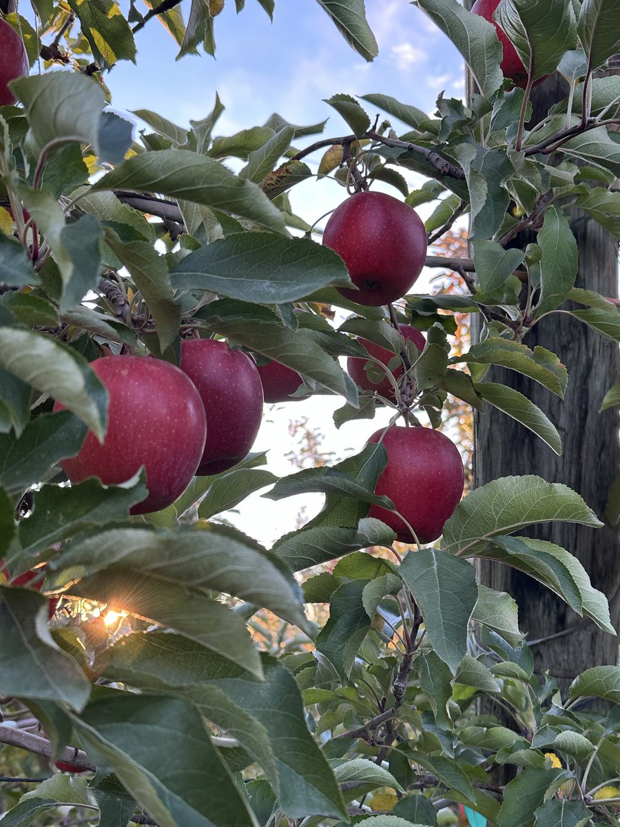 Eric Patrick tweet media