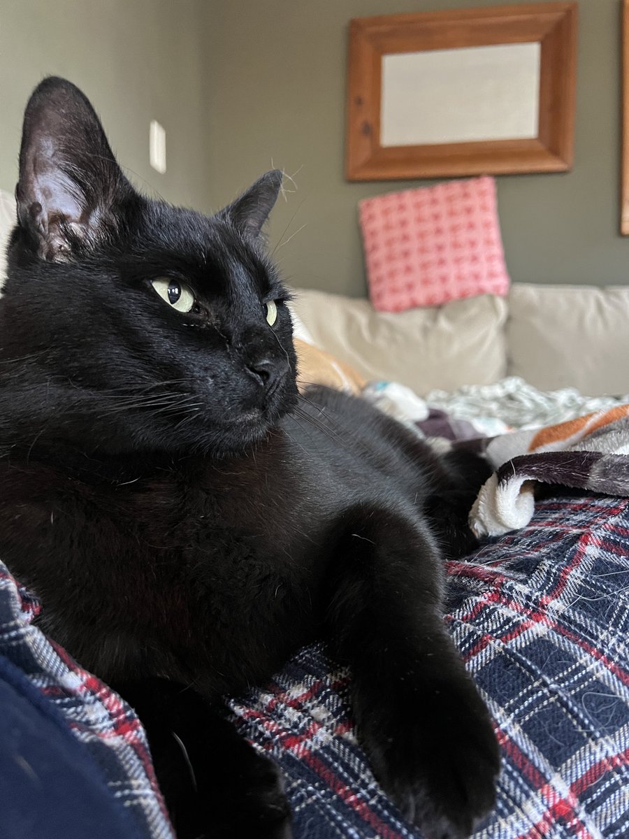JinxAndOldMen's tweet photo. happy national black cat day from jinx!!! #blackcat #nationalblackcatday #spookycat https://t.co/xF2msstXZH