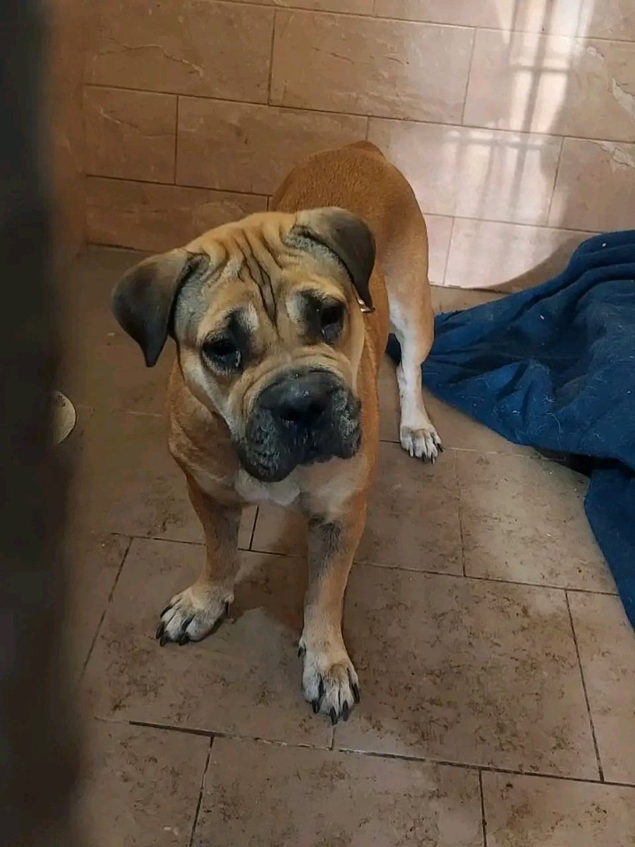 Допоможіть знайти сім’ю 🥺
Київ ‼️
Ця крихітка потрапила в притулок 😔 
Спокійна ,знає повідець .
Дуже потрібні репости для неї🙏

+380 (96) 007 04 50