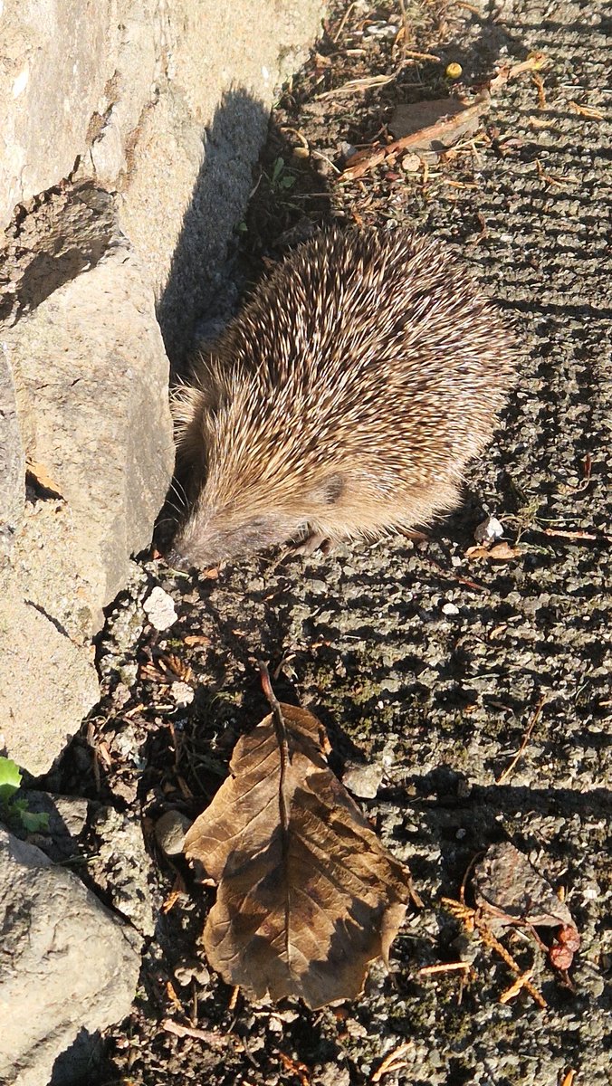 ๐ธ๐โจ๏ธ๐ป๐๐๐๐๐๐โจ๏ธ๐๐ธ เฌช(เนโขแดโขเน)เฌ โก๐ tweet media