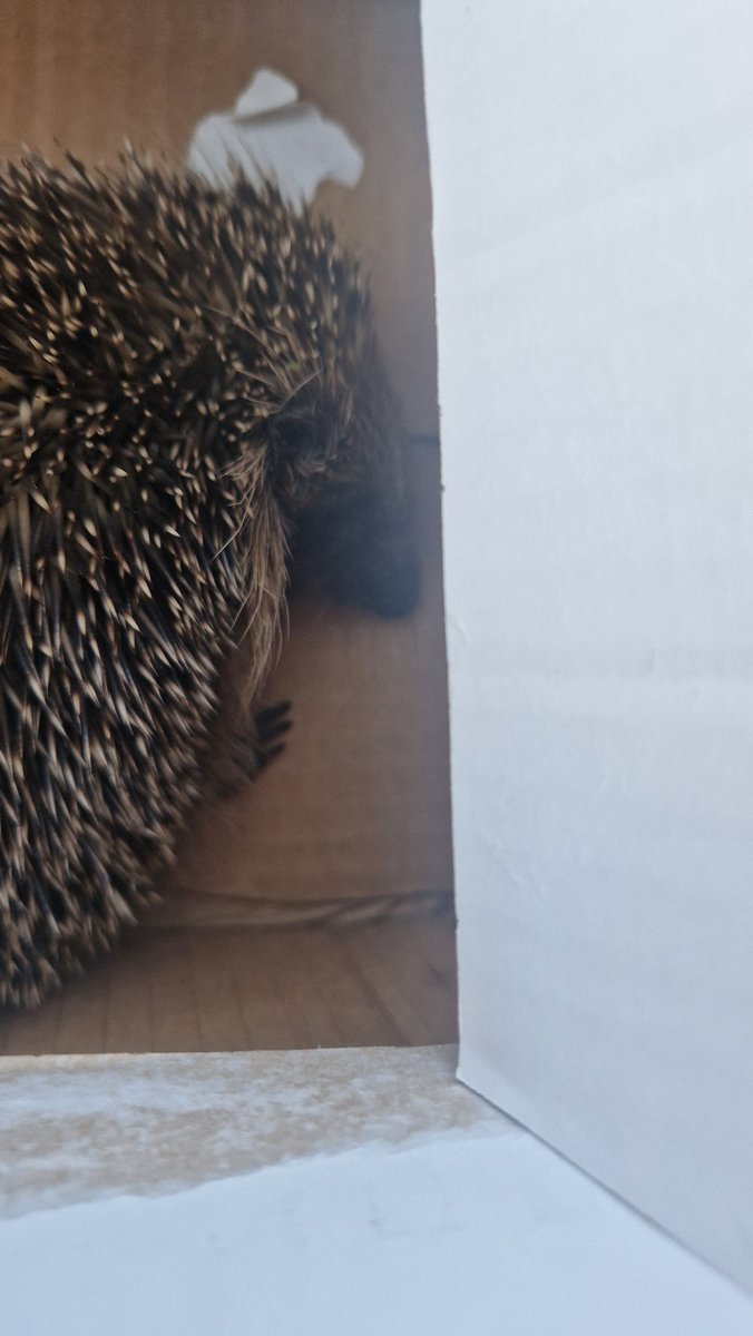 ๐ธ๐โจ๏ธ๐ป๐๐๐๐๐๐โจ๏ธ๐๐ธ เฌช(เนโขแดโขเน)เฌ โก๐ tweet media