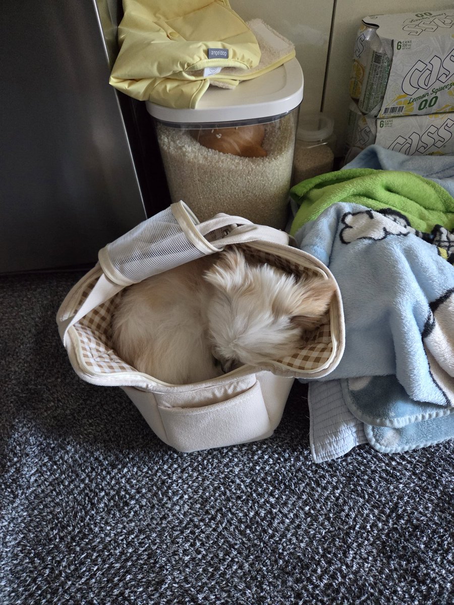 Noopppp_y's tweet image. 최애가방