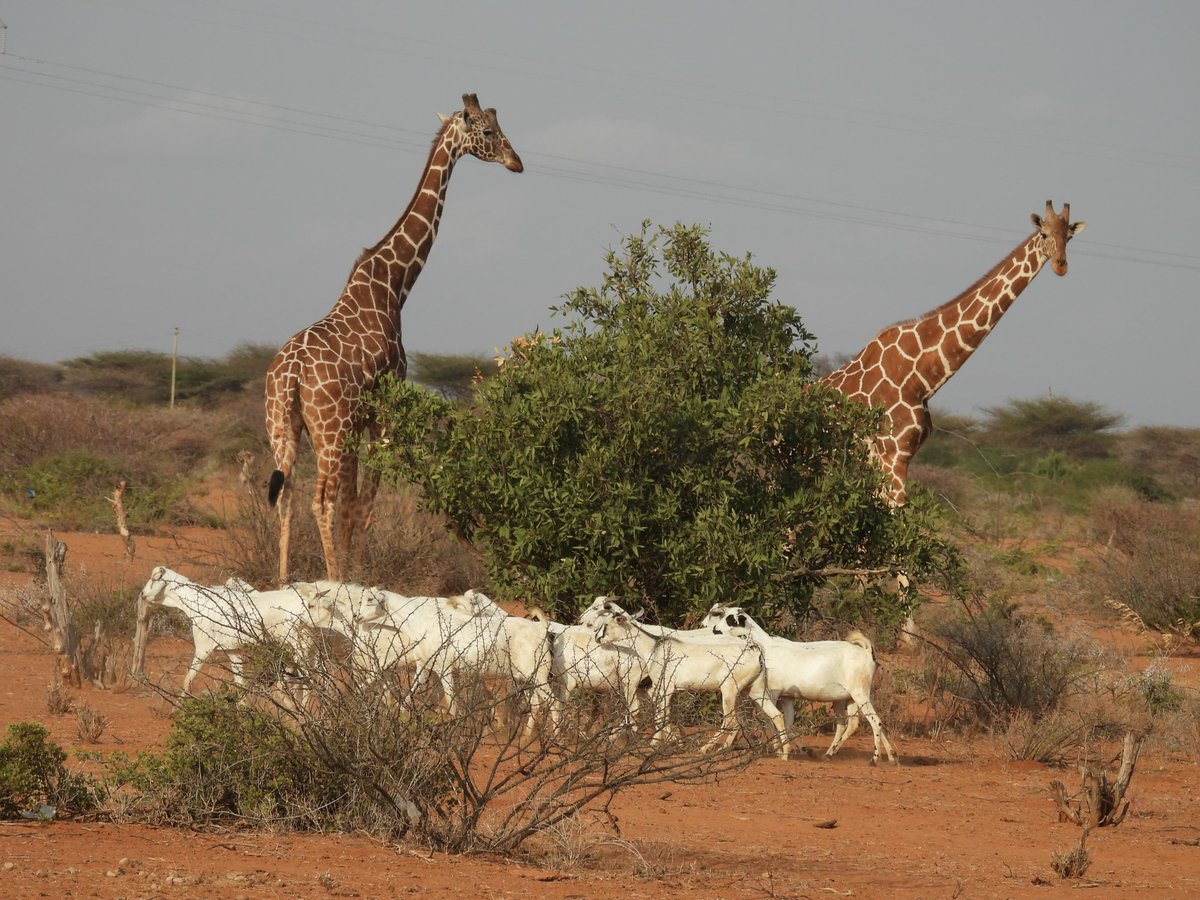 Giraffes and livestock now share our rangelands peacefully — a sign that coexistence is taking root. Through community engagement, herders see giraffes as part of the same landscape they depend on. 
#HumanWildlifeCoexistence #SomaliGiraffe