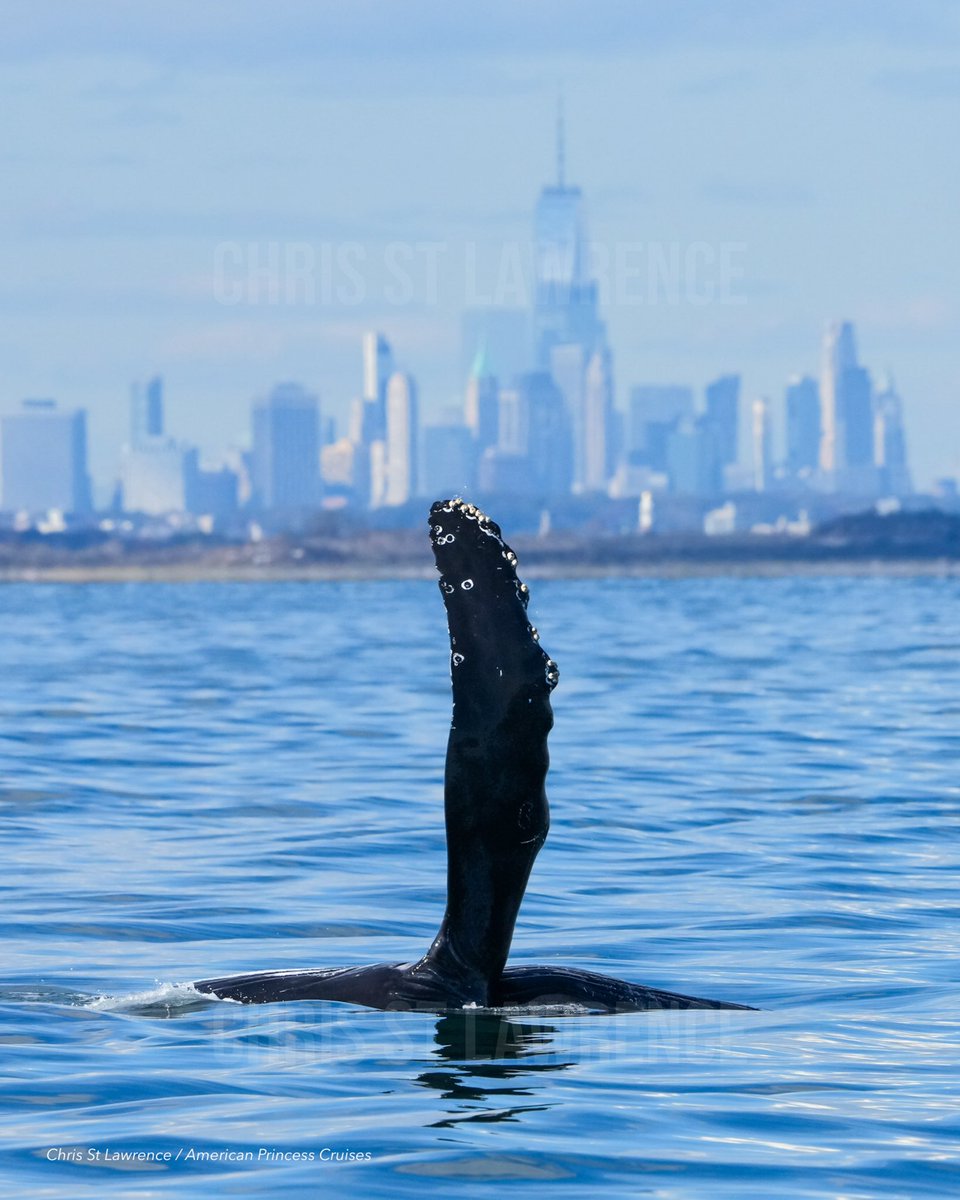 ᴄʜʀɪs 🐳 (@chrisstiawrence) on Twitter photo this is a real picture taken yesterday. humpback whales are pouring into the NYC area during their fall migration. this is a real picture taken yesterday. humpback whales are pouring into the NYC area during their fall migration.