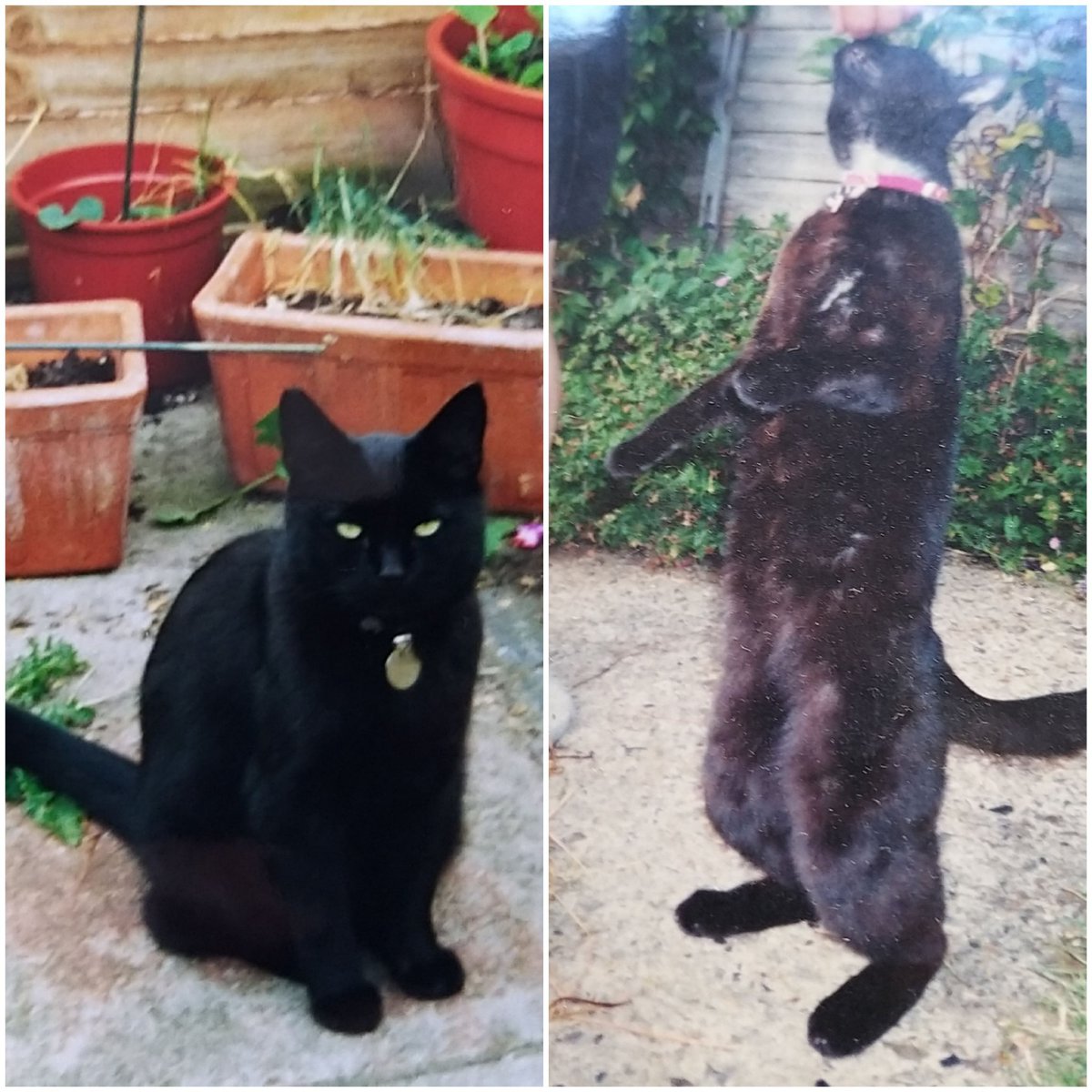 Love to all my fellow panthers on #nationalblackcatday Here's me when I was a young lad plus mum &amp; dad's previous panthers Mallory, Oscar &amp; Lucifer. All very special 🐈‍⬛🖤 Oulton