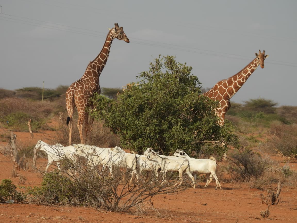 Hirola Conservation tweet media