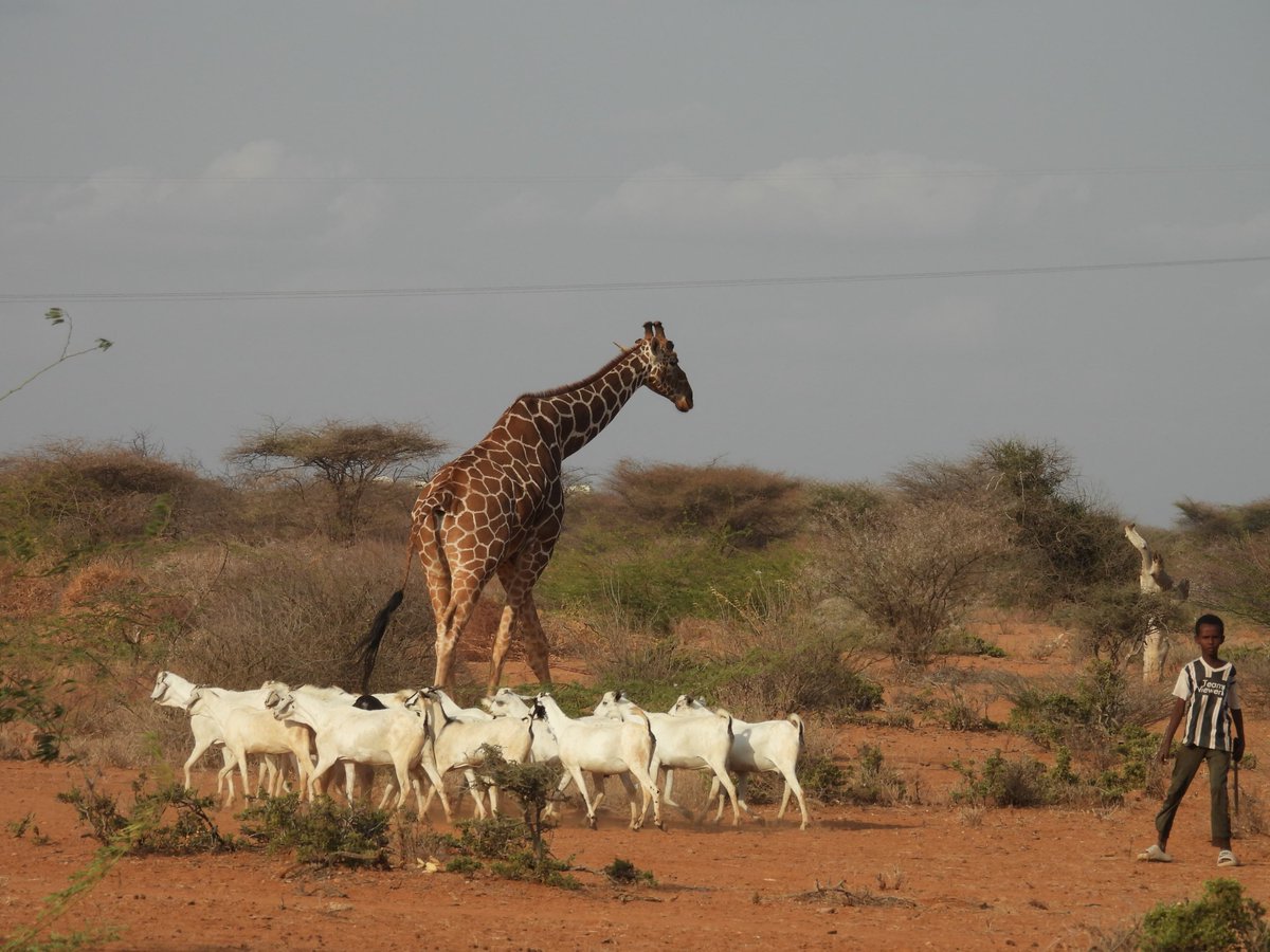 Hirola Conservation tweet media