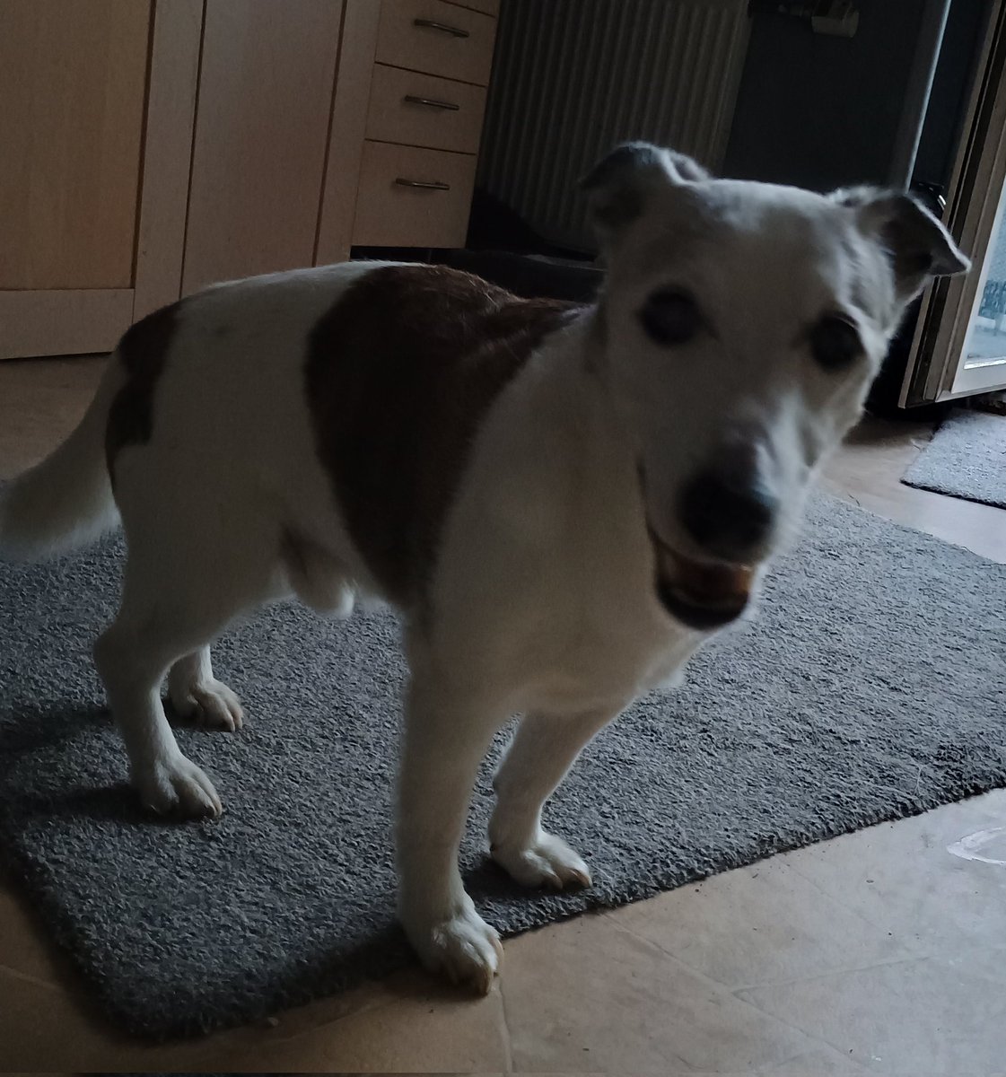 starlightfan02's tweet image. Goodbye Gizmo.....
Thank you for everything.....
Rest in Peace....
2008-2025....