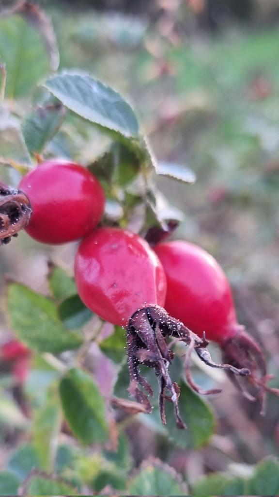 Moira Benson 🚙 tweet media