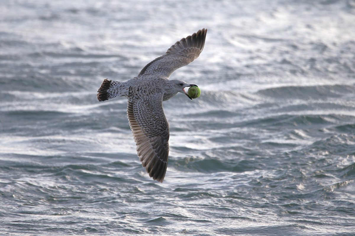 The Herring Gulls at Selsey Bill this afternoon seemed to be up for a bit of bat and ball. <a href="/SelseyBirder/">Selsey Birder</a>