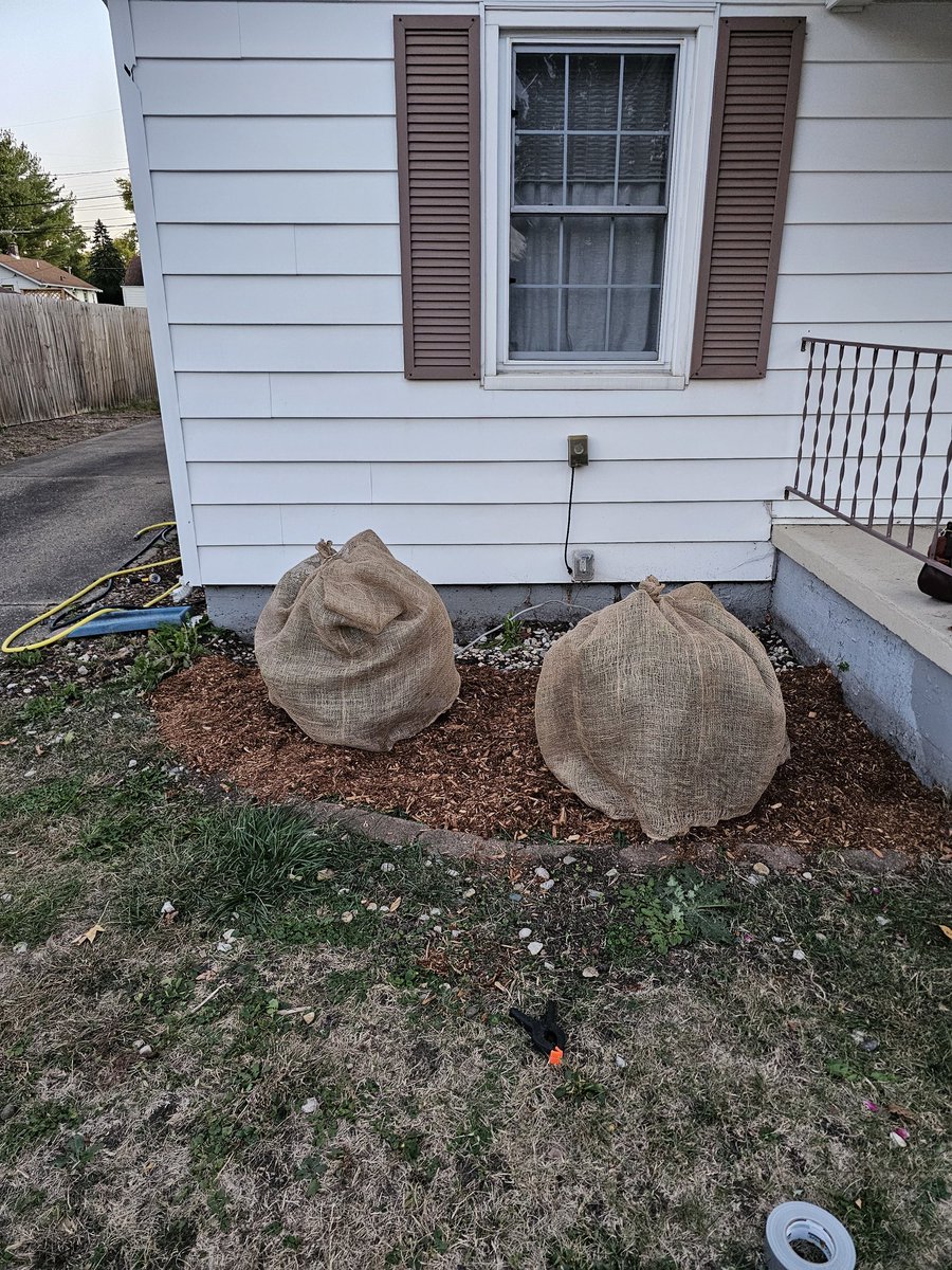 wawamadej's tweet photo. We did have a few days of frost here in Central IL, causing ne to panic mulch and burlap. We're out of a frost warning for the next week and change, so I've taken the burlap off the plants for the time being. https://t.co/4W7aZkiRbH