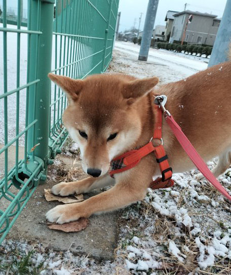 柴犬が好き 柴犬が好きすぎる＊シバ田 on X
