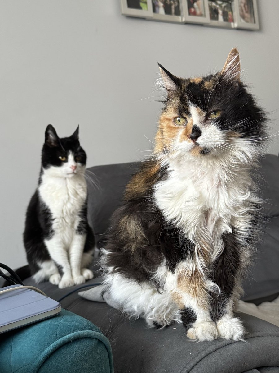 Cat Butler Danny tweet media