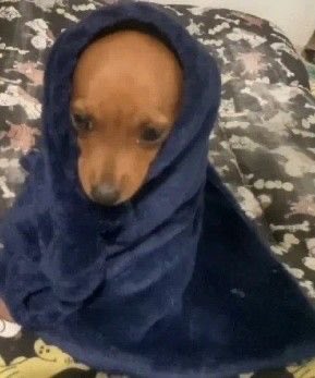 Pelusafafaa's tweet image. 