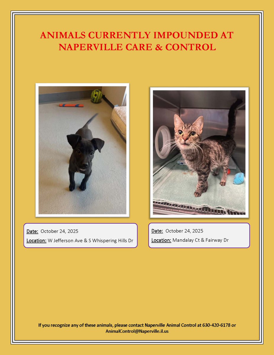 Please call Animal Control at 630-420-6178 if you know where either of these pets belong.