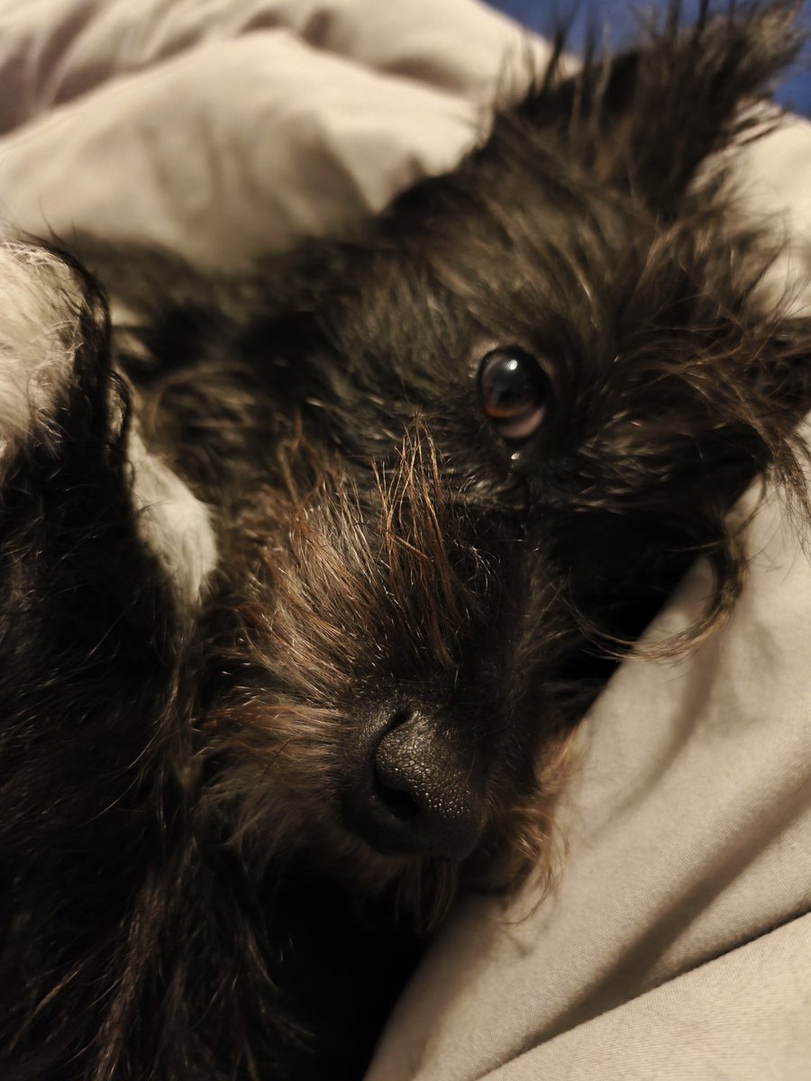 Meine dusselige kleine Schwester, hat sich total verausgabt und ist eingeschlafen.
Also nutze ich die Zeit um mit Herrchen zu kuscheln.